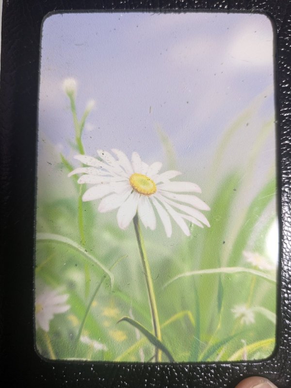 画像4: ＜訳アリ中古＞勿体ない商品「バタフラフェクト」 (4)