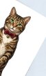 画像1: 大人気掴みネタ！「伸びる猫」  (1)